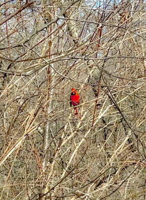 Cardinal's Cage of Bare Branches