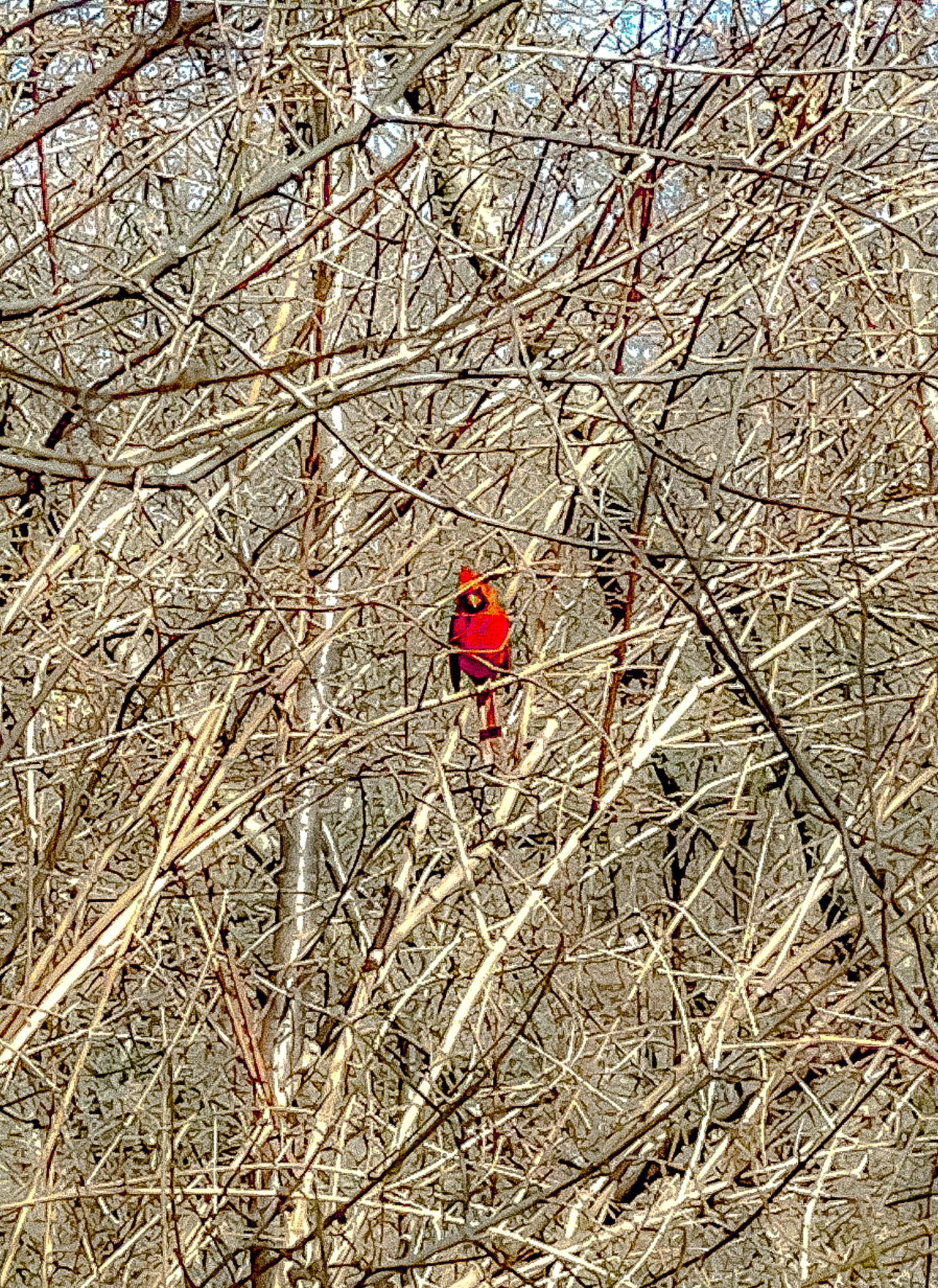 Cardinal's Cage of Bare Branches