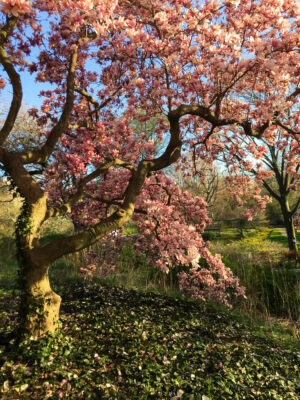 Cherry Blossoms (1 of 2)