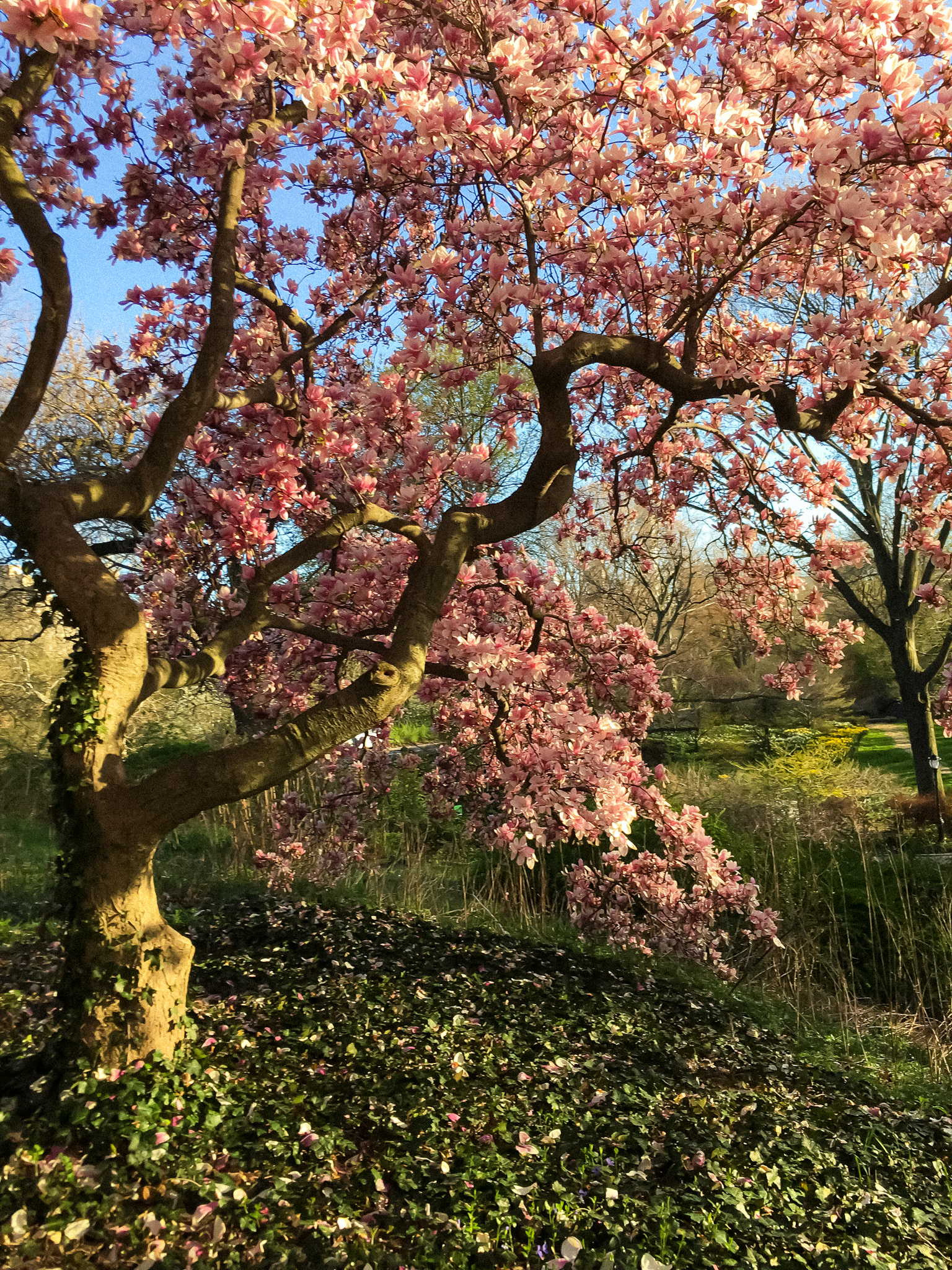 Cherry Blossoms (1 of 2)