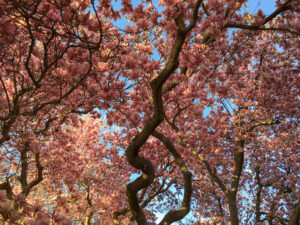Cherry Blossoms (2 of 2)