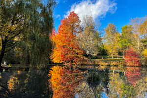 Autumn colors mirrored in "The Pool" at Central Park, reflecting vibrant fall trees