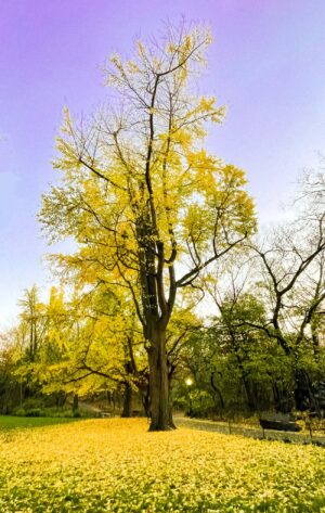 Carpet of Fallen Yellow Leaves
